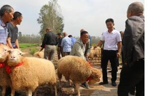 “十四只绵羊种业”：培育“太行之星”，点燃中国奶绵羊产业新希望